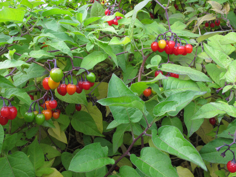 Bittersweet Nightshade Solanum dulcamara seeds for botanical planting