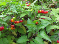 Bittersweet Nightshade Solanum dulcamara seeds for botanical planting