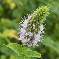 Spearmint plant growing in a container for a home herb garden