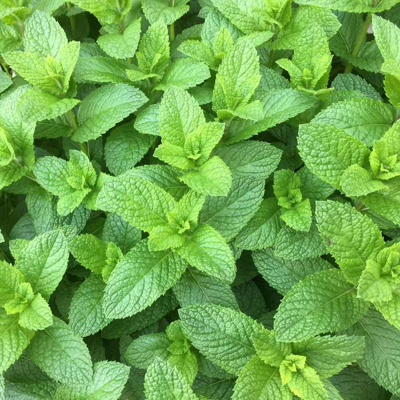 Spearmint (Mentha spicata) Seeds for Planting – Fresh Aromatic Garden Herb