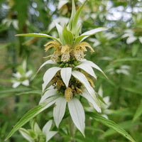 Yellow Dotted Mint Monarda punctata flower garden seeds for planting