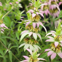 Yellow Dotted Mint Monarda punctata Flower Garden Seeds for Ornamental Landscaping