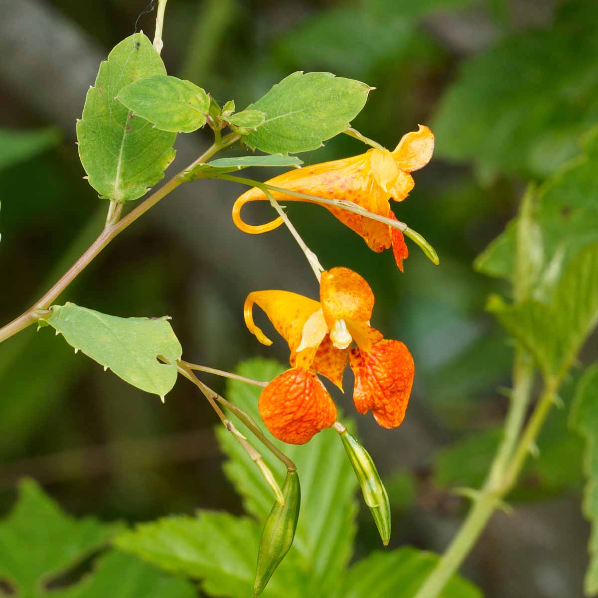 Impatiens capensis Seeds – Orange Jewelweed Flowering Annual