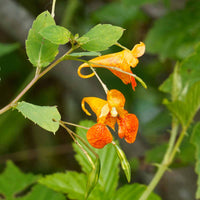 Impatiens capensis Seeds – Orange Jewelweed Flowering Annual