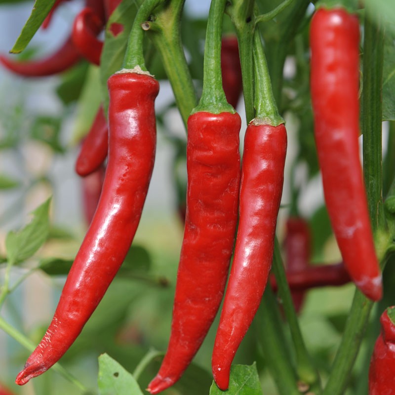 Yunnan Cayenne Pepper plant with green leaves and developing peppers in a sunny vegetable garden.