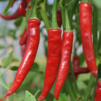 Yunnan Cayenne Pepper plant with green leaves and developing peppers in a sunny vegetable garden.