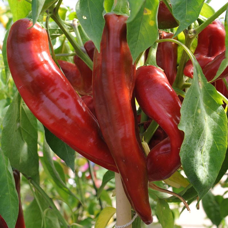 Big Jim Pepper Seeds – Capsicum annuum Garden Planting Seeds