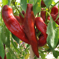 Big Jim Pepper Seeds – Capsicum annuum Garden Planting Seeds