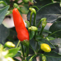 Capsicum frutescens pepper plant with green leaves and developing peppers in a sunny garden.