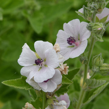 Marshmallow herb garden seeds for planting Althaea officinalis in home gardens.