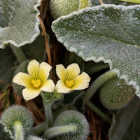 Ecballium elaterium unusual garden plant seeds for botanical cultivation