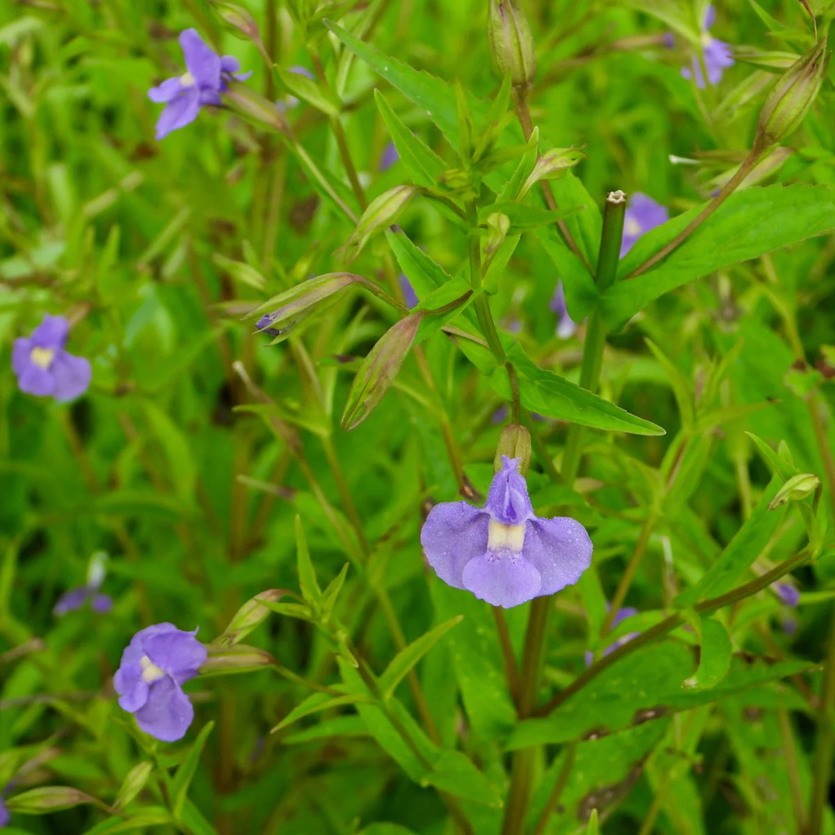 Monkey Flower – Colorful Wildflower Garden Seeds