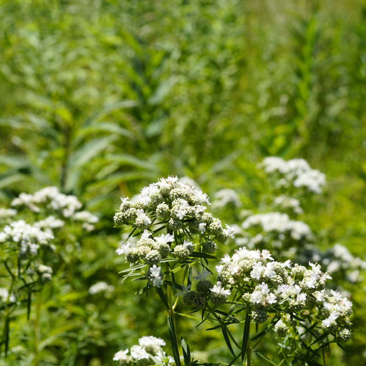 Mountain Mint – Hardy Wildflower Garden Seeds