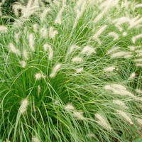 Pennisetum Setaceum Green Seeds, Sterile Green Fountain Grass Seeds