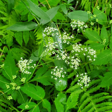 Western Sweetroot, Osmorhiza occidentalis with divided green foliage in a woodland garden