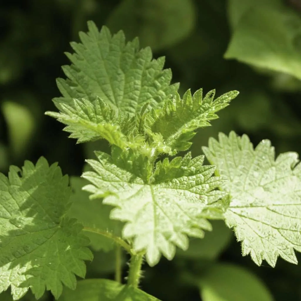 Nettle plant with green toothed leaves and upright stems