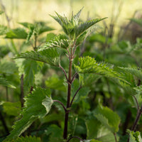 Nettles seeds for outdoor garden and herb planting