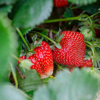 Seascape Strawberry Seeds – Heirloom, Non-GMO, Day-Neutral, High-Yield Variety