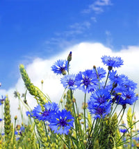 Centaurea cyanus blue cornflowers growing in a wildflower-inspired garden