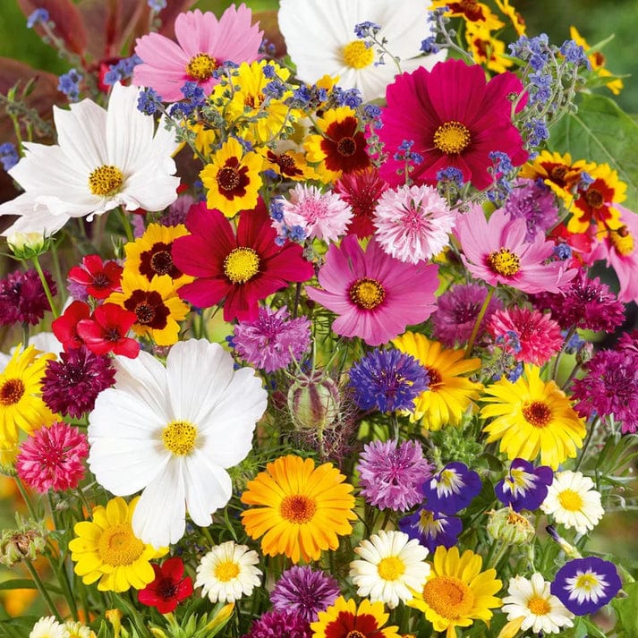 Mixed Flower Seed Pack – Variety Garden Flower Seeds