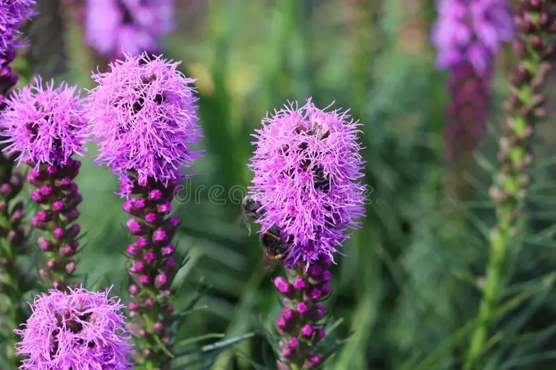 Blazing Star Gayfeather Liatris Spicata – Tall Perennial Flower Seeds
