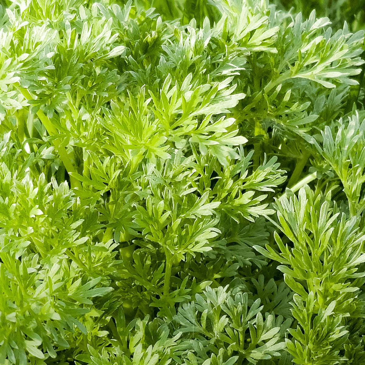 Artemisia annua Sweet Annie seeds for herb garden planting