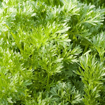 Artemisia annua Sweet Annie seeds for herb garden planting