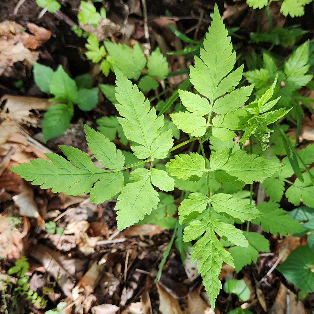 Osmorhiza occidentalis Seeds – Western Sweetroot Perennial Plant for Native Gardens