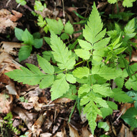 Osmorhiza occidentalis Seeds – Western Sweetroot Perennial Plant for Native Gardens