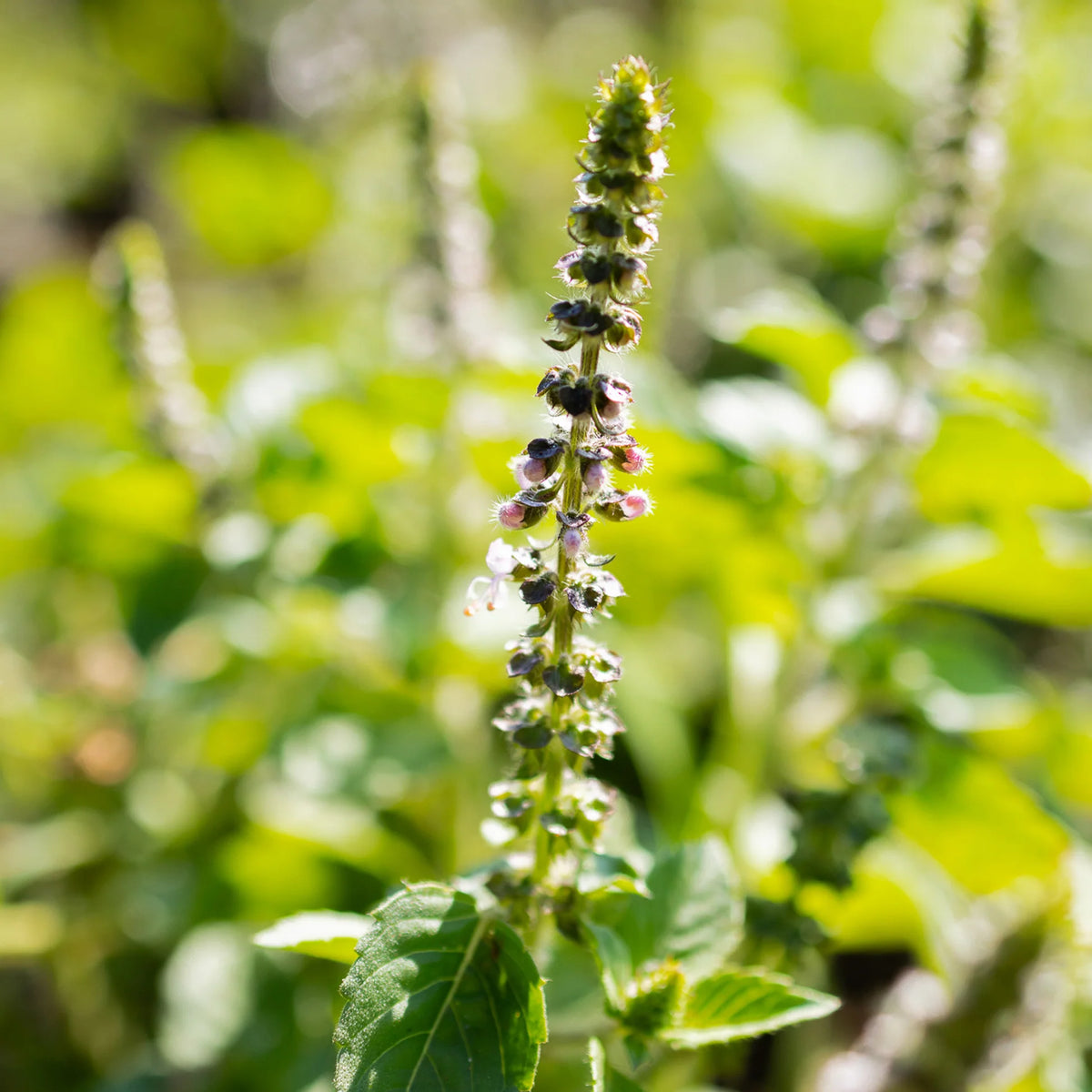 Holy Basil Temperate Tulsi Ocimum tenuiflorum plant seeds for home gardening