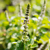 Holy Basil Temperate Tulsi Ocimum tenuiflorum plant seeds for home gardening
