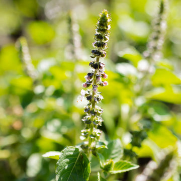 Holy Basil Temperate Tulsi Ocimum tenuiflorum plant seeds for home gardening