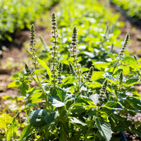 Temperate Tulsi Holy Basil seed product for home gardens and herb cultivation