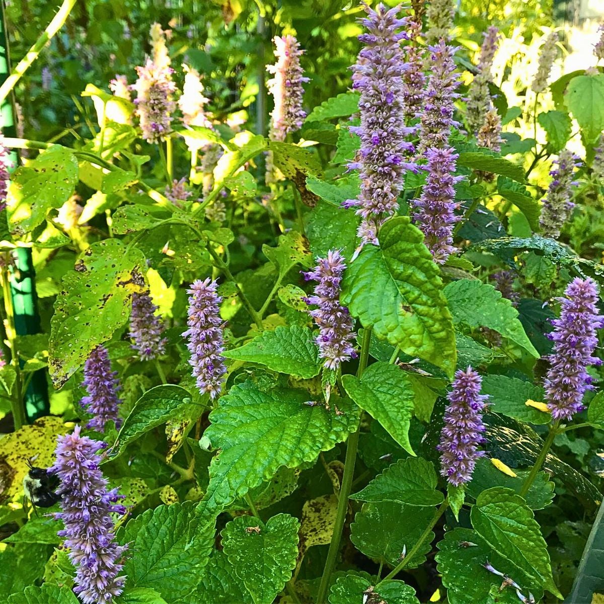 Anise Hyssop Agastache foeniculum Garden Seeds
