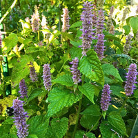 Anise Hyssop Agastache foeniculum Garden Seeds