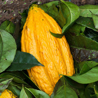 Cacao (Theobroma cacao) Fruit Seeds for Planting – Heirloom, Non-GMO, High-Germination Tropical Cocoa Pods