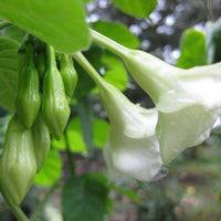 Loroco Flower Seeds Fernaldia Pandurata - Edible Tropical Vine Fragrant Culinary Blossom