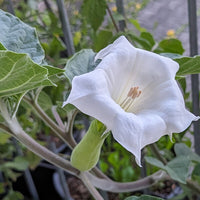 Toloache Datura meteloides flower seeds for ornamental garden planting