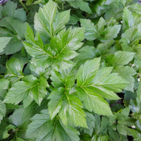 Ashitaba Seeds Angelica Keiskei Japanese Longevity Herb Nutritious & Easy-to-Grow Plant
