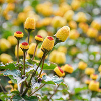 Acmella oleracea Seeds for Planting – Garden Plant Seeds | Premium Quality