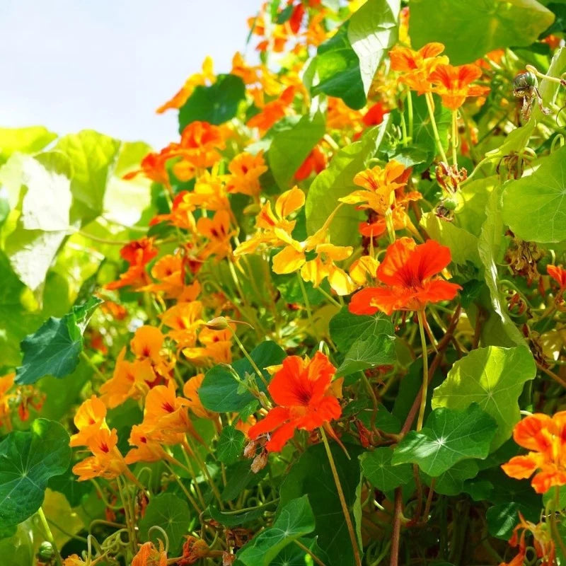 Jewels Nasturtium Tropaeolum majus seeds for colorful flower gardens