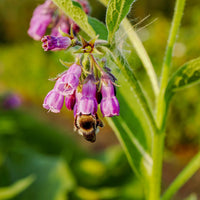 True Comfrey Symphytum officinale garden seeds for perennial herb gardening