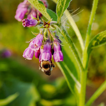 True Comfrey Symphytum officinale garden seeds for perennial herb gardening