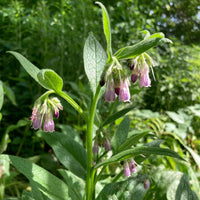 Symphytum officinale True Comfrey plant with broad green leaves and clusters of bell-shaped flowers