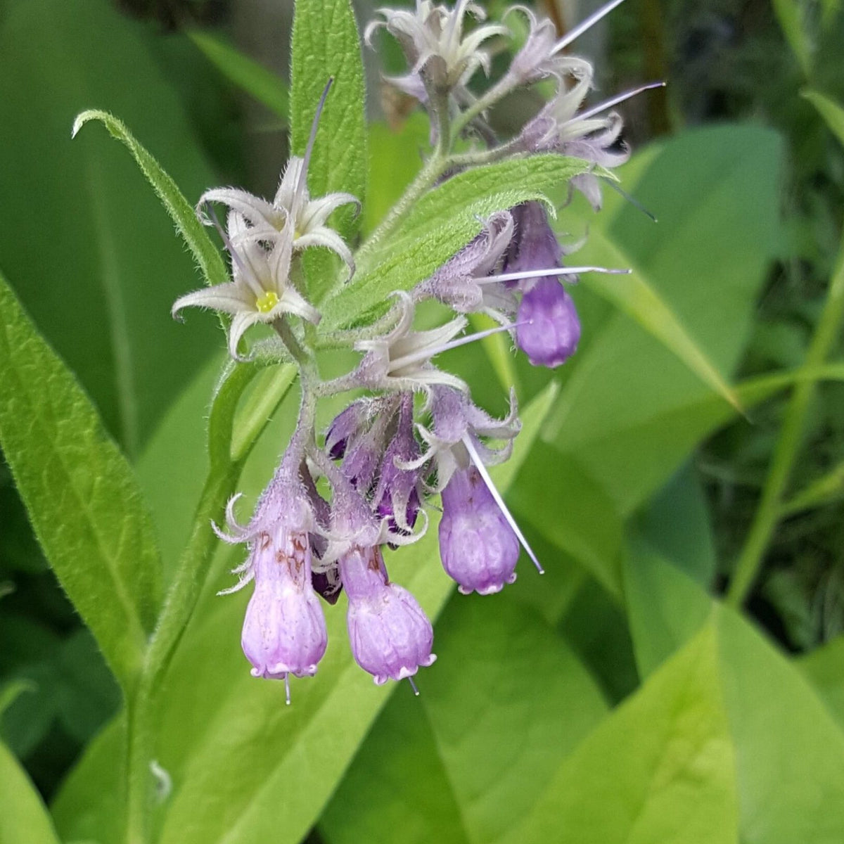 True Comfrey perennial herb growing in a garden with textured foliage and flowering stems