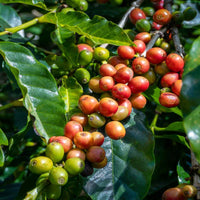 Coffee Coffea Arabica Nana – Indoor Coffee Plant Seeds