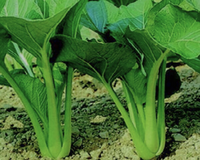 Tsoi Sim Chinese Green – Hardy Vegetable Garden Seeds for Salads and Stir Fry