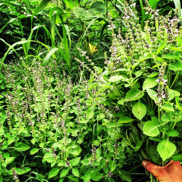 Ocimum tenuiflorum Holy Basil seeds for growing an aromatic herb garden