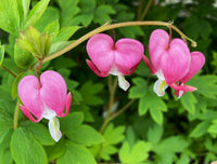 Pacific Bleeding Heart flowering plant with pink heart-shaped blooms