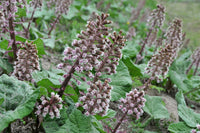 Petasites hybridus Butterbur seeds for botanical gardening